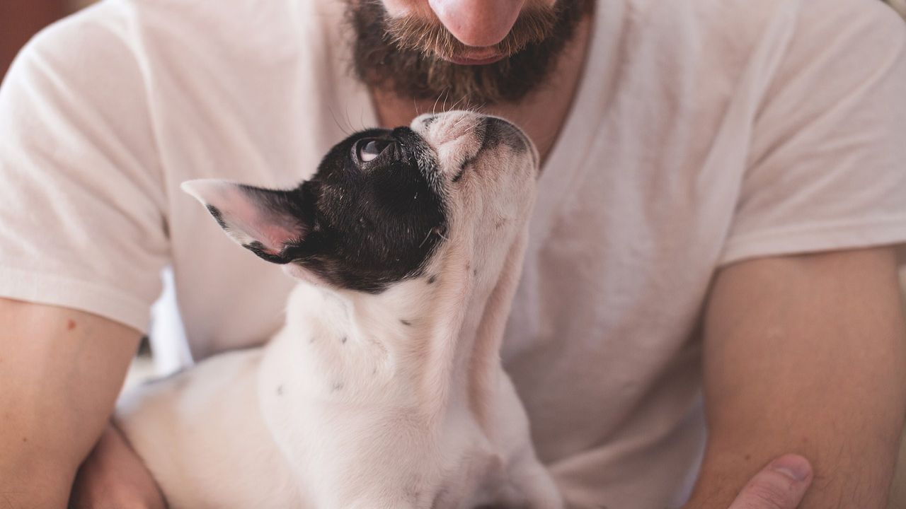 cane bianco nero padrone