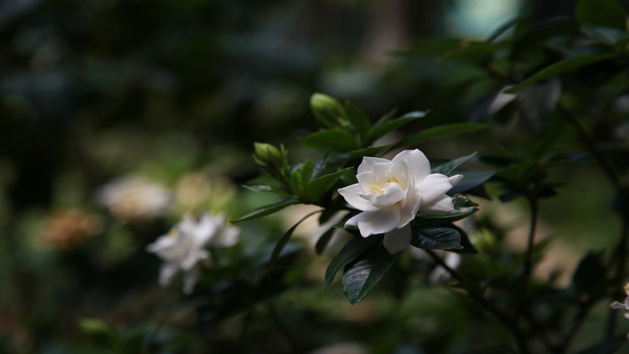 fiore gardenia bianco