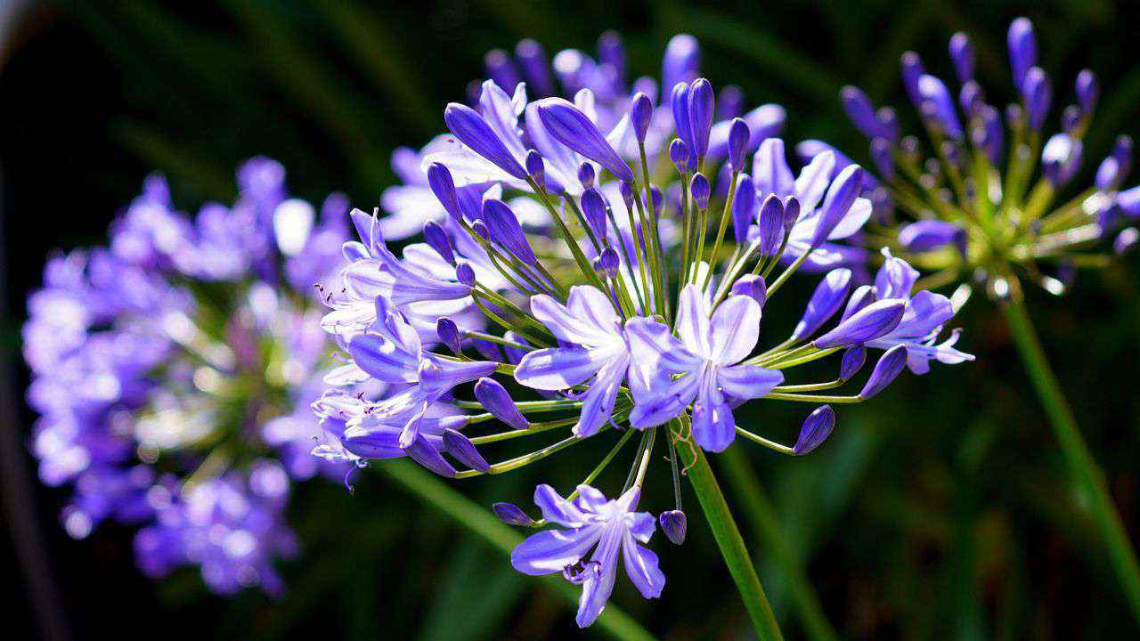 agapanthus petali fiore