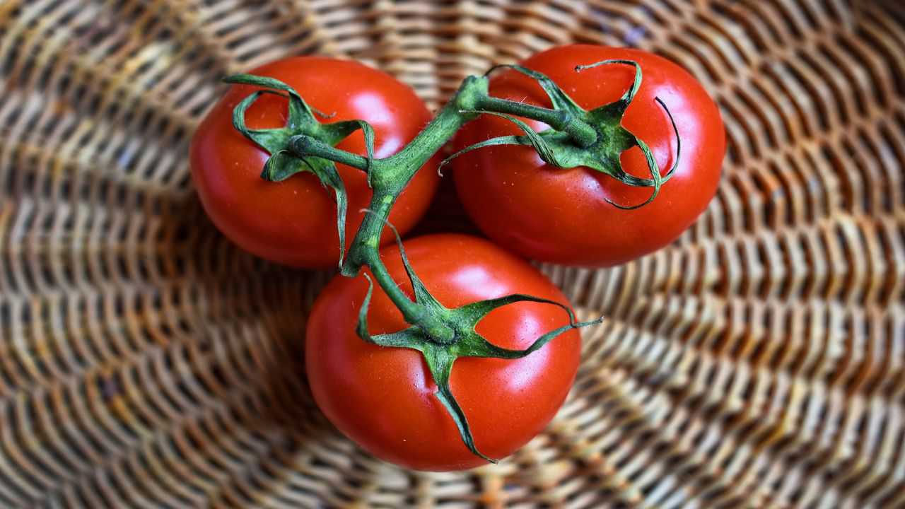 coltivare pomodori tondi