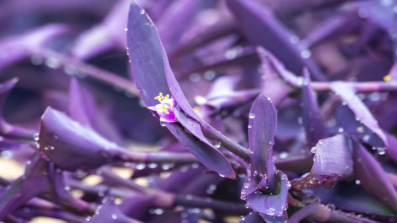 tradescantia cura fiori