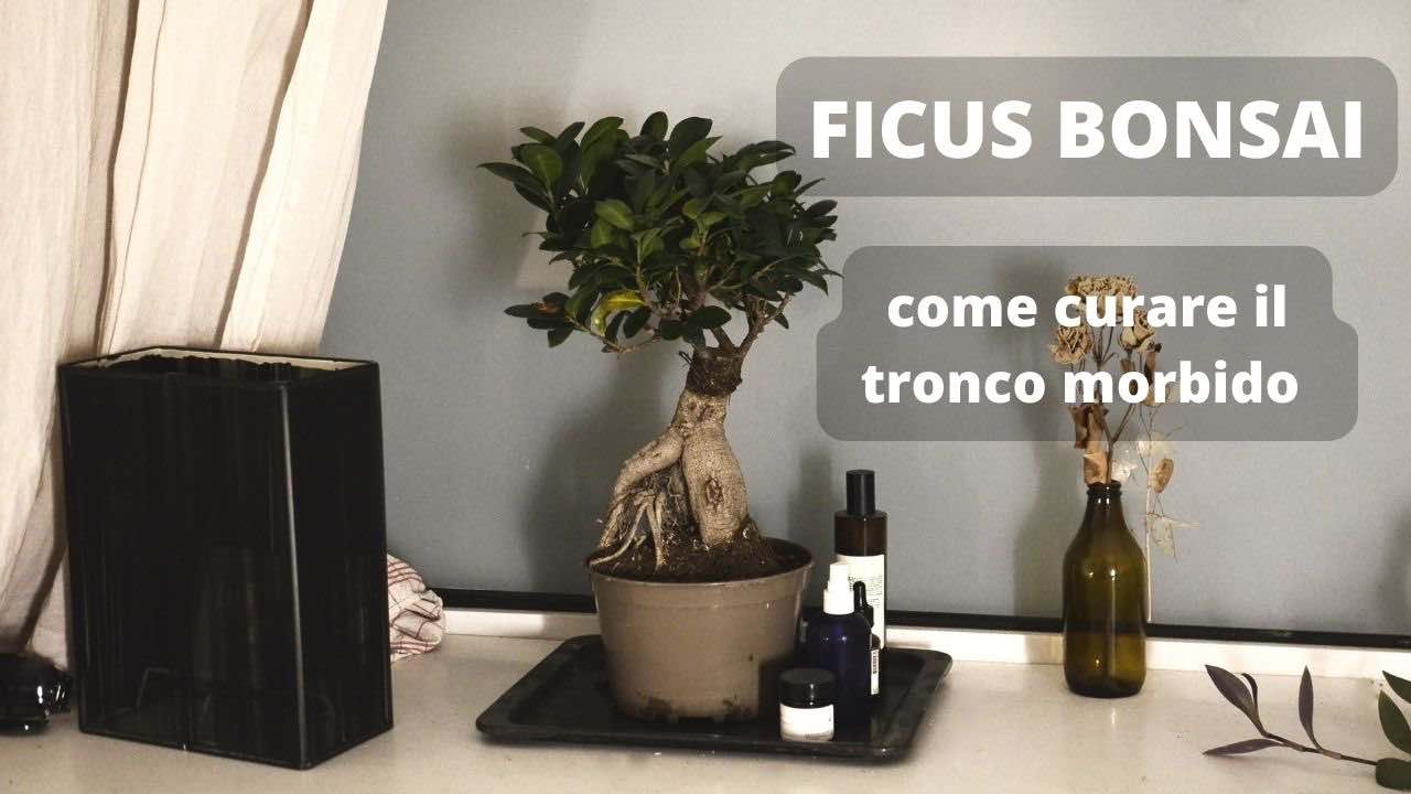 ficus tronco molle cura