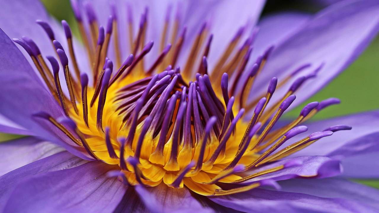 fiore loto bello buono doppia vita