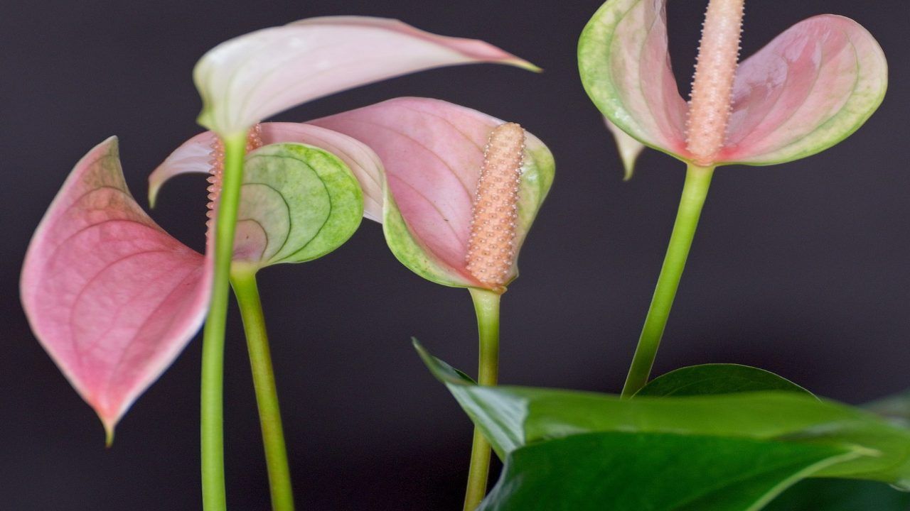 anthurium coltivazione cura