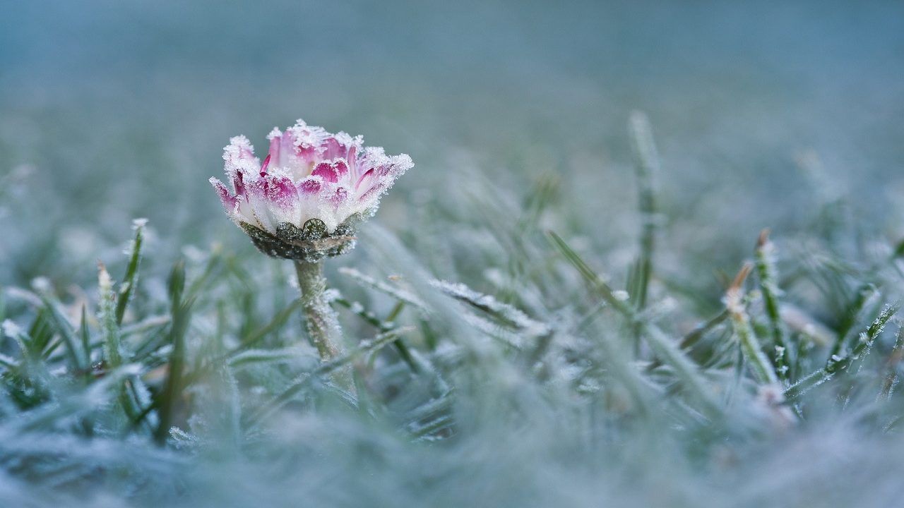 riconoscere le piante che soffrono il freddo