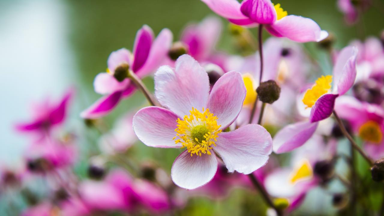 fiori giardino marzo