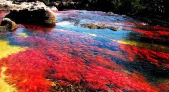 Caño Cristales, i colori del fiume più bello del mondo