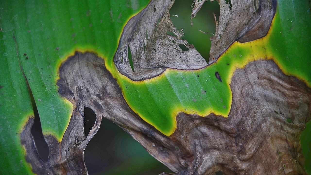 Pianta malata speranza