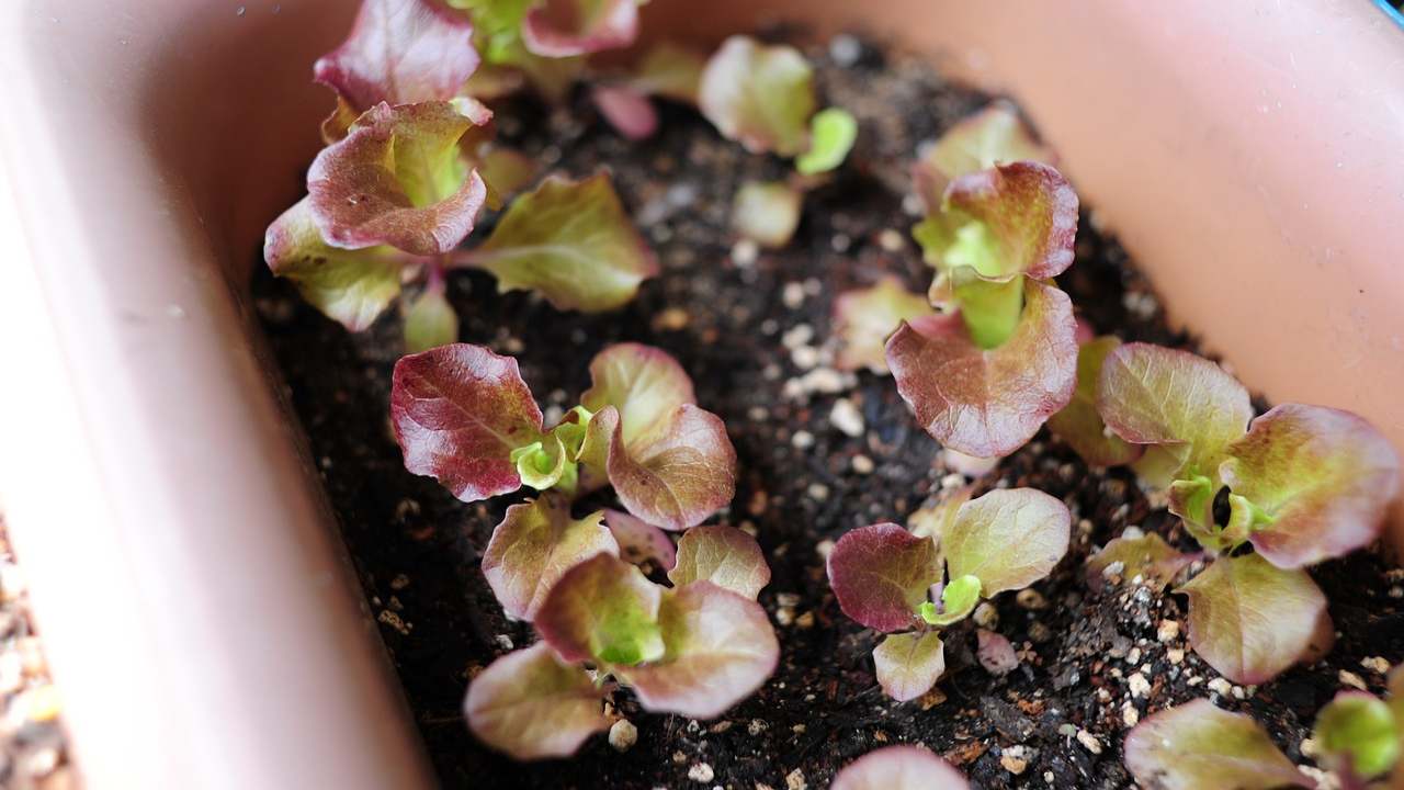 micro ortaggi vantaggi coltivazione casa