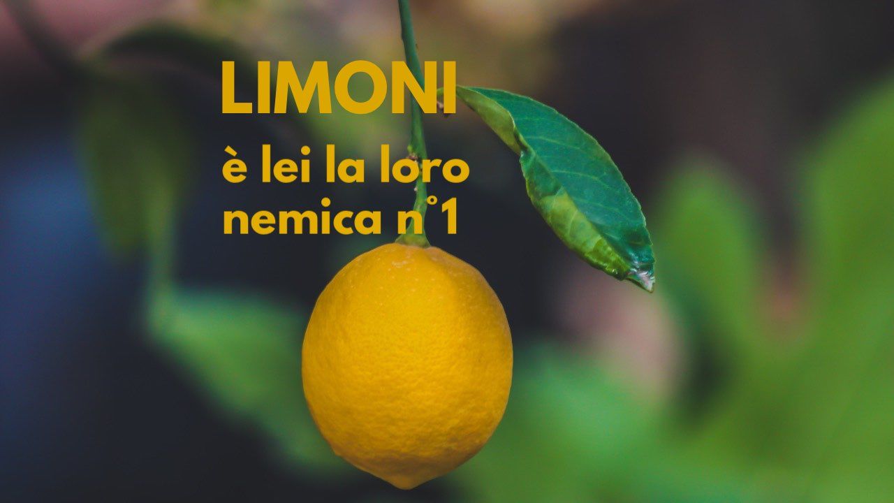 limone cura cocciniglia