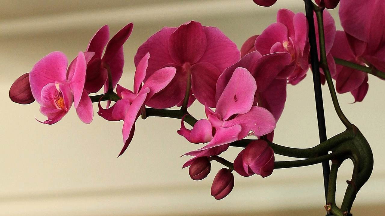 Orchidea fucsia radici