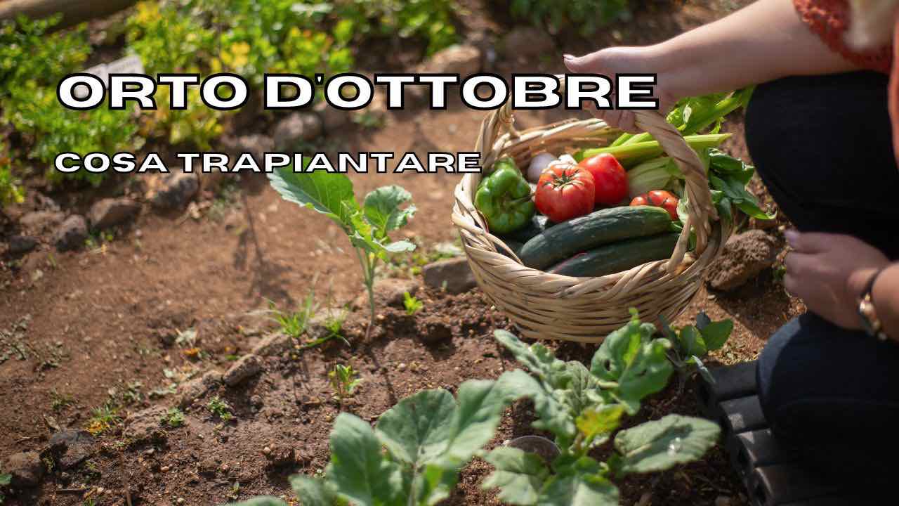 ortaggi ottobre trapianto