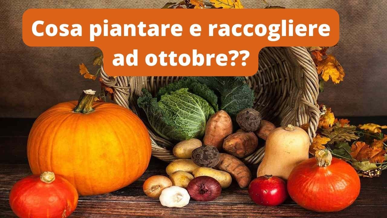 ottobre orto ortaggi