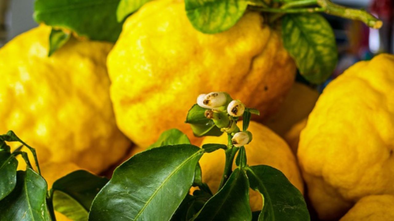 limoni mai visti così trucco esplosivo