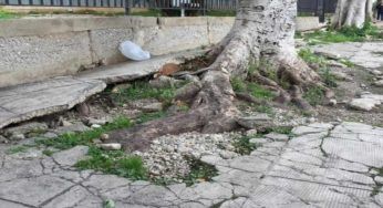 Alberi pubblici, quando le radici causano danni al condominio. Cosa dice la Legge in merito