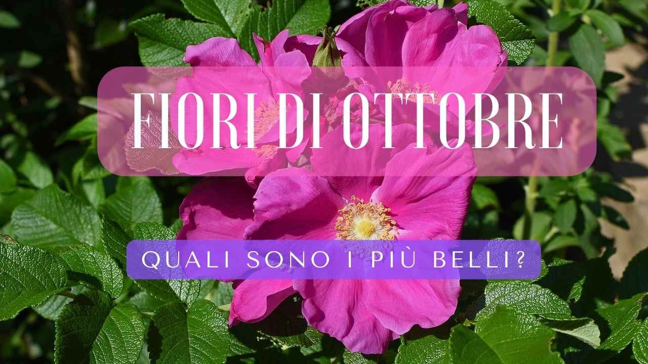 Piante ottobre rosa