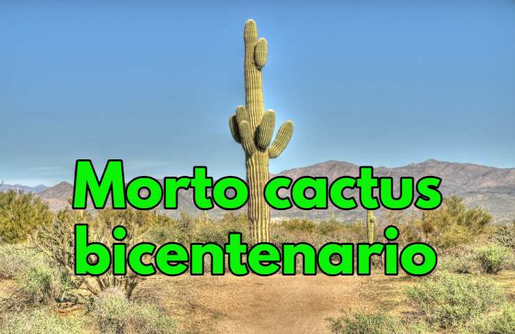 saguaro cactus crollo tempesta