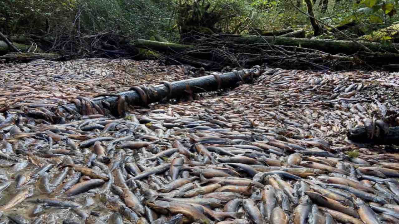 salmoni cambiamento climatico