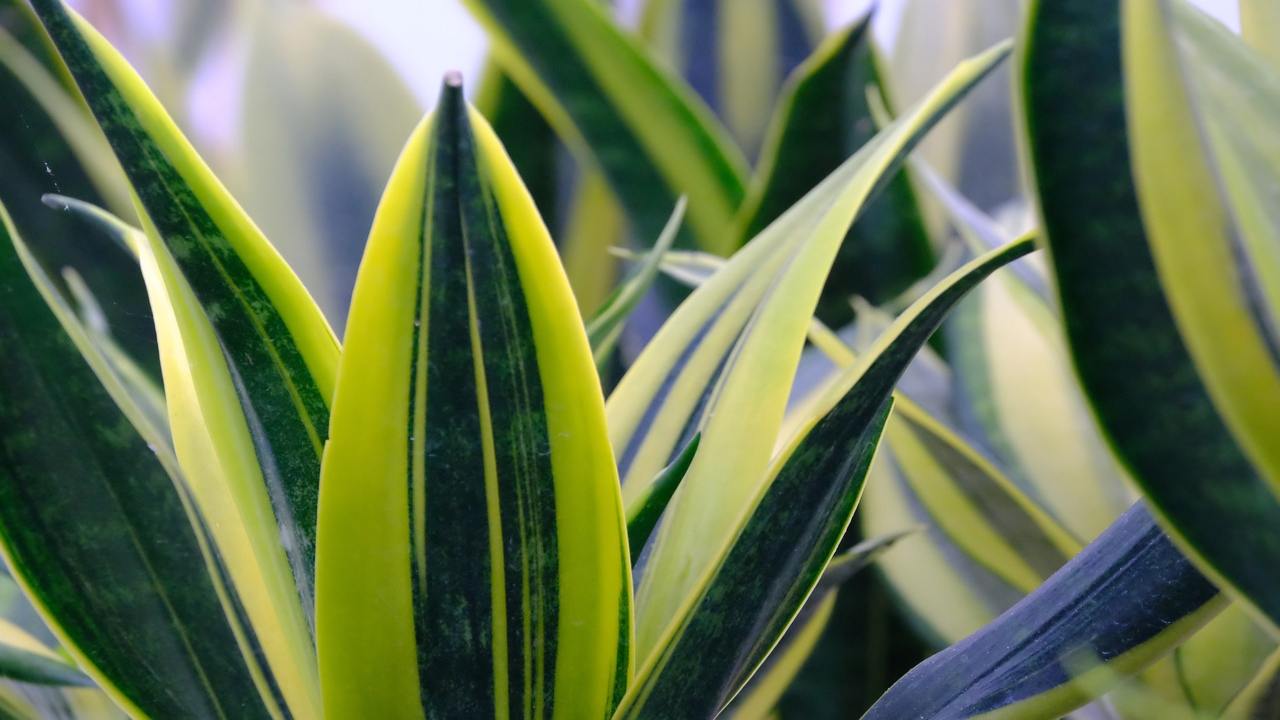 sansevieria pianta moltiplicazione