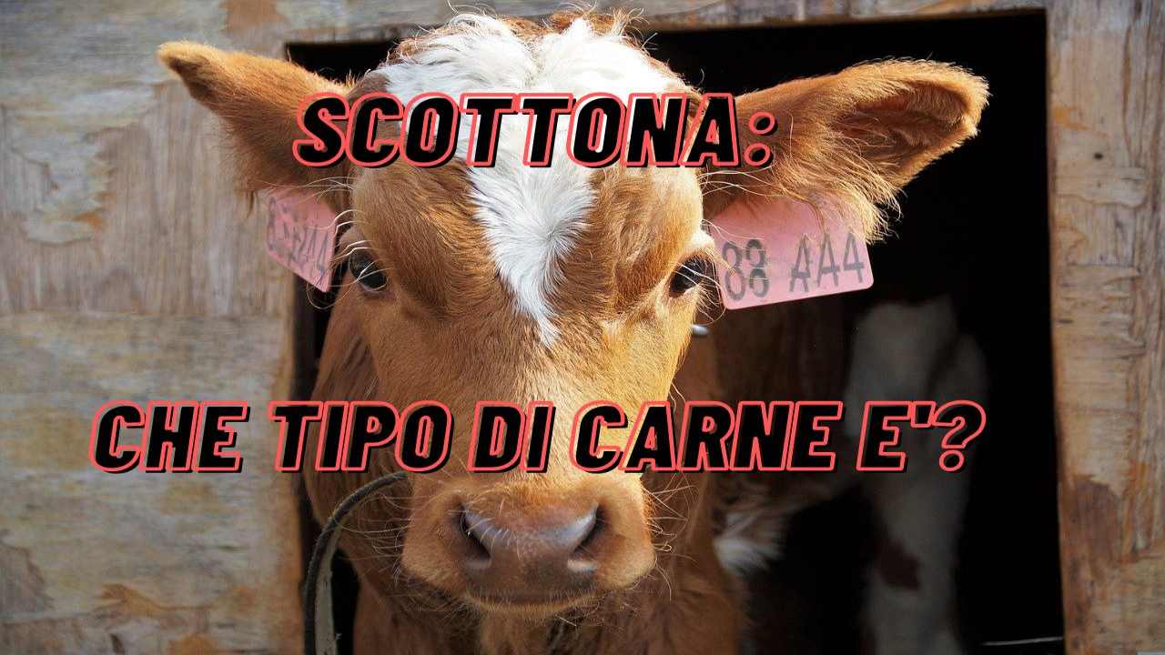 Carne scottona mucca