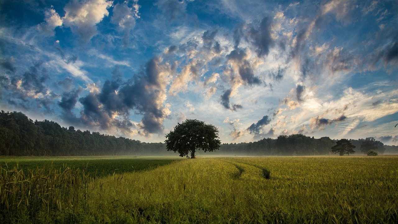 Rotazione terreni albero