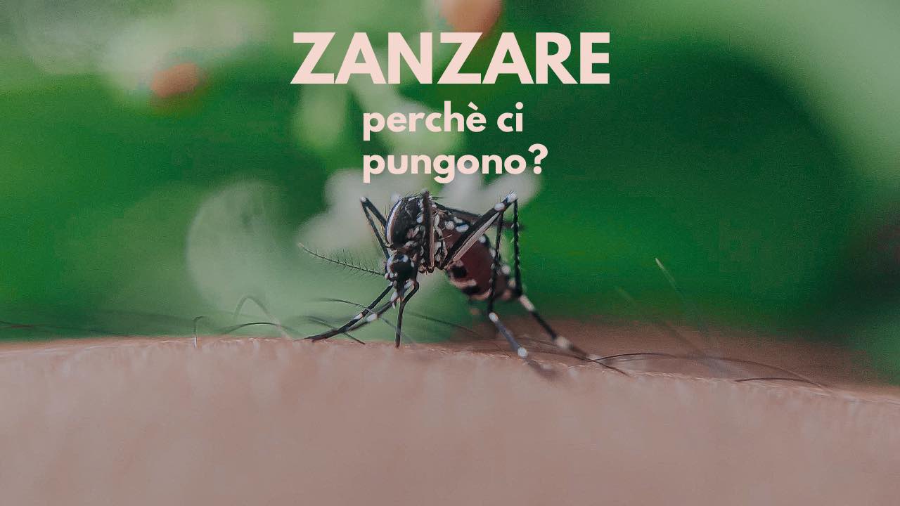 zanzare obiettivo persona