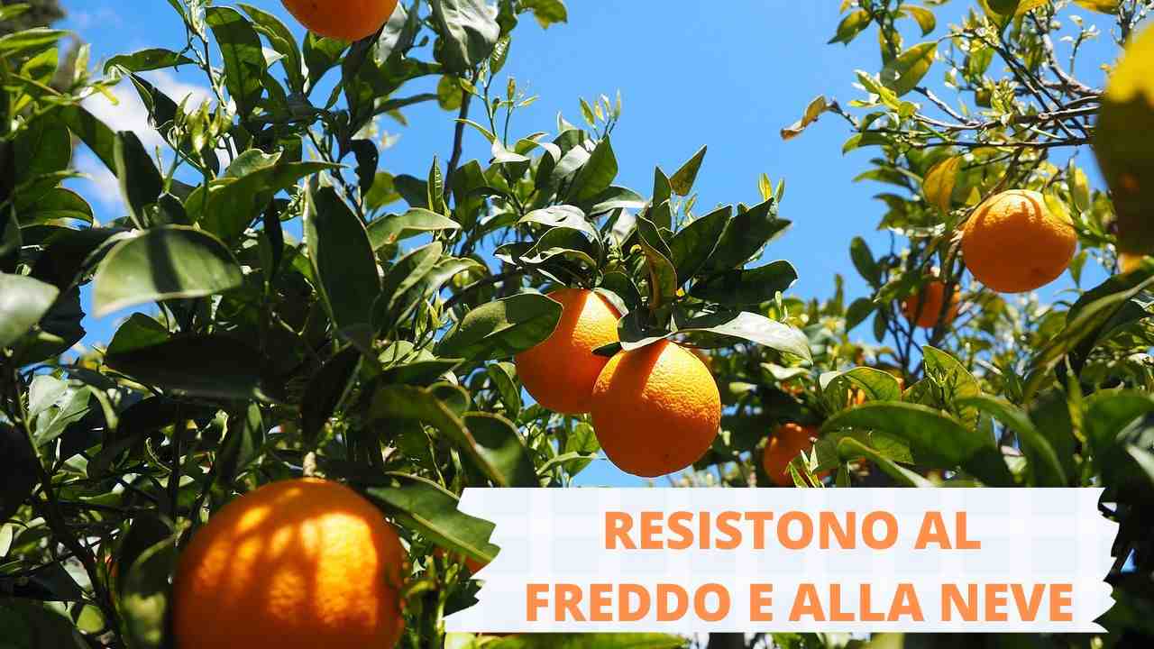 Agrumi resistono freddo