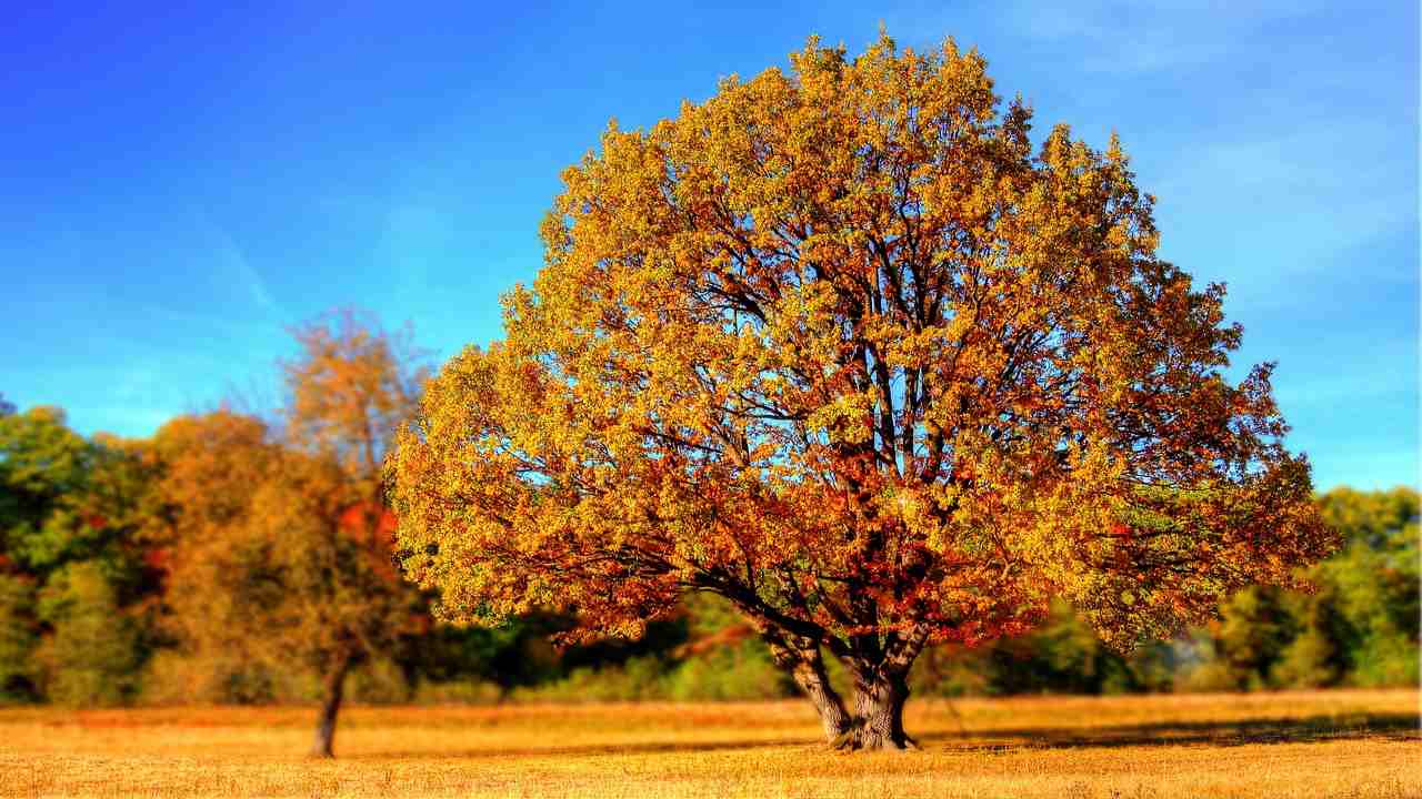 coltivazione .albero