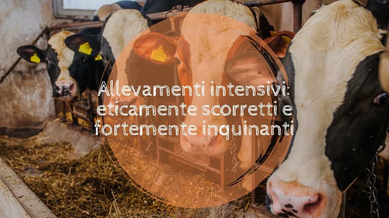 allevamento intensivi inquinanti