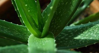 Aloe Vera, l’alleato perfetto contro questo problema (ricorrente) delle tue piante