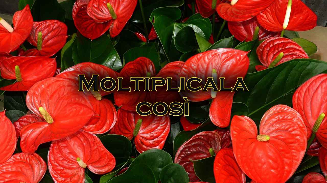 Anthurium moltiplicazione facile