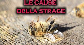 1milione di api morte stecchite, le possibili cause dello sterminio