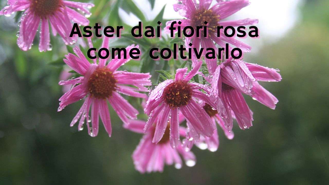 coltivazione Astro