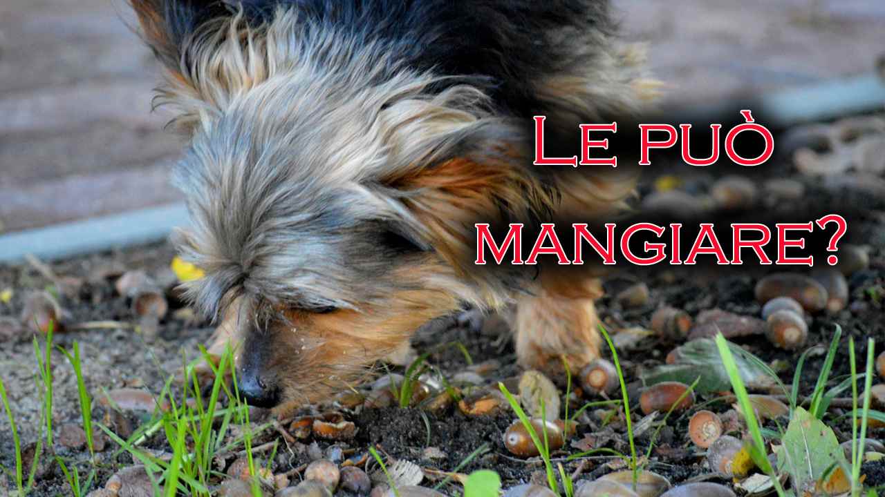 cosa fare se cane mangia ghiande