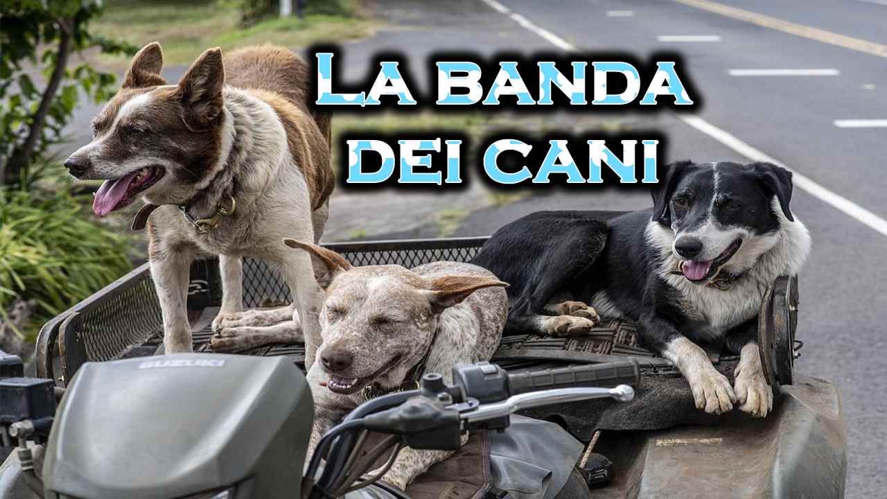 dove i cani hanno fatto una rapina