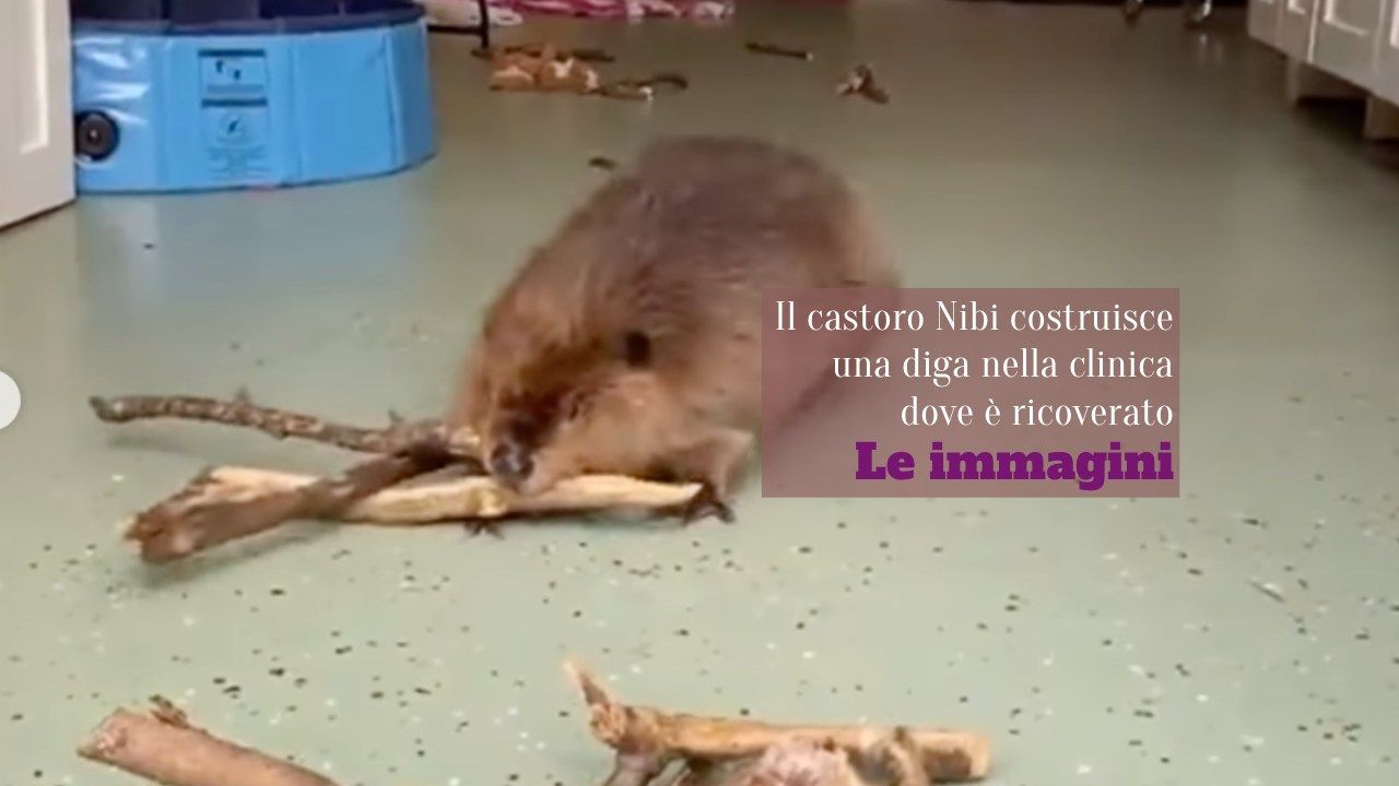 castoro diga clinica veterinaria