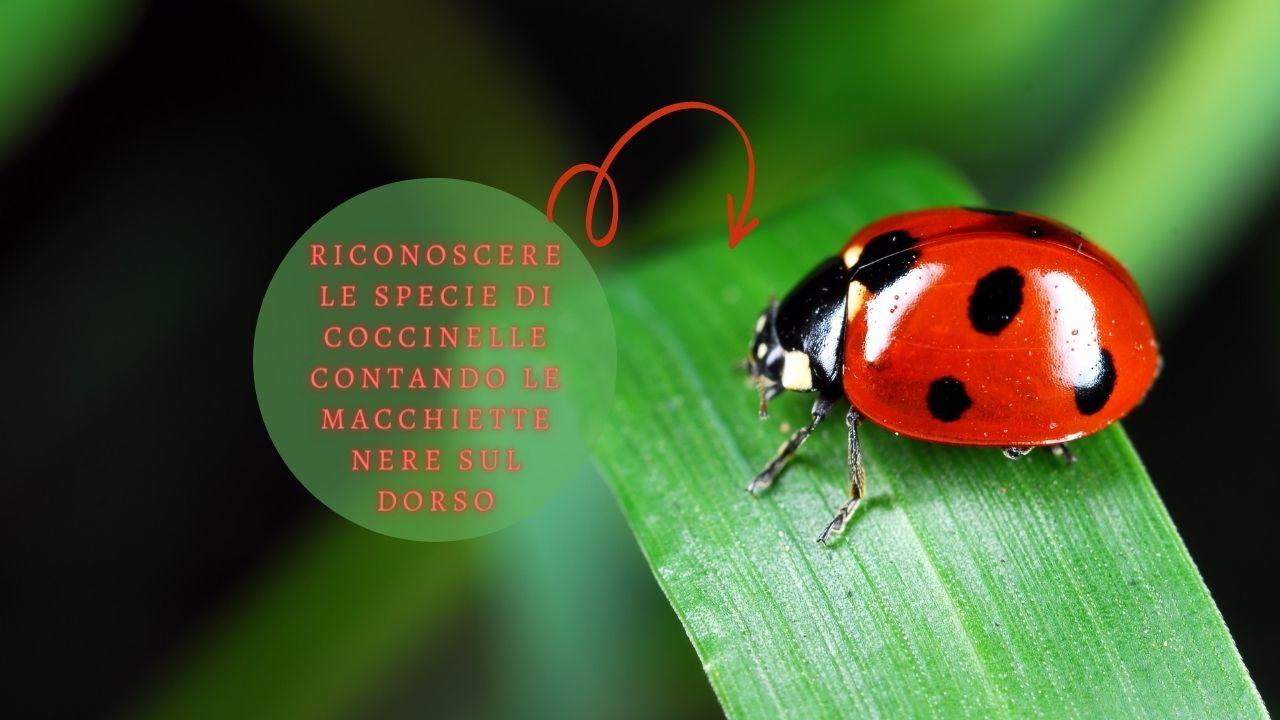 coccinelle specie puntini