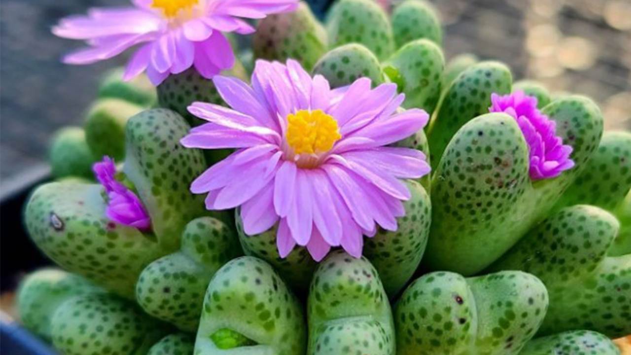 Conophytum come coltivarla