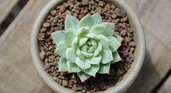 Echeveria, la pianta grassa che non puoi non avere: il motivo