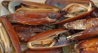 Pesca del dattero di mare, un reato ambientale: cosa c’è da sapere