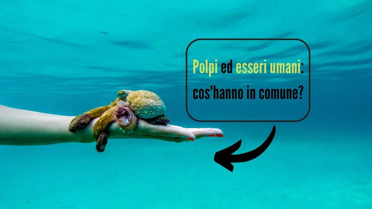 polpi umani scoperta