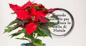 Stella di Natale, l’hai annaffiata sempre nel modo sbagliato: questo è quello corretto