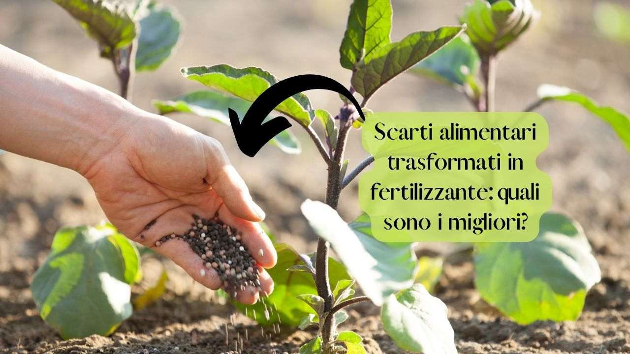 fertilizzante scarti alimentari