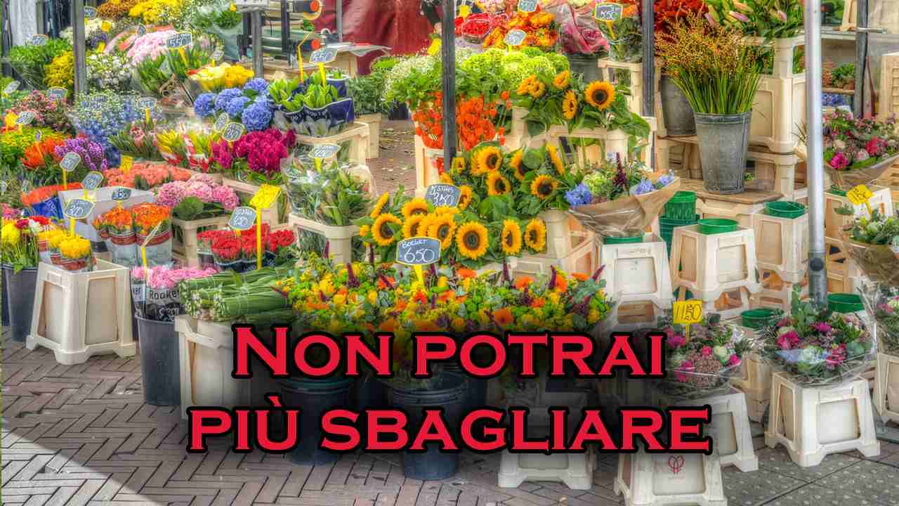 significato fiori da regalare