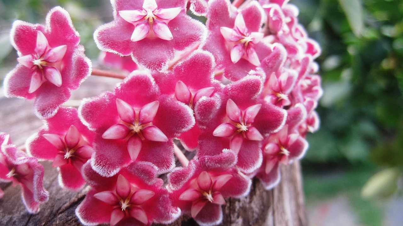 Fiori di cera coltivazione