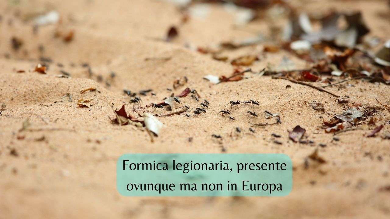 formiche legionarie Europa