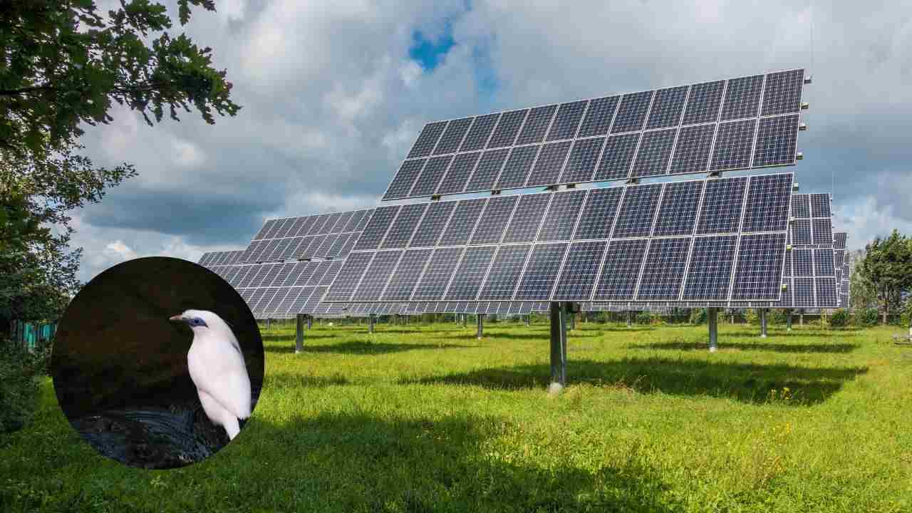 Fotovoltaico e biodiversità correlazione