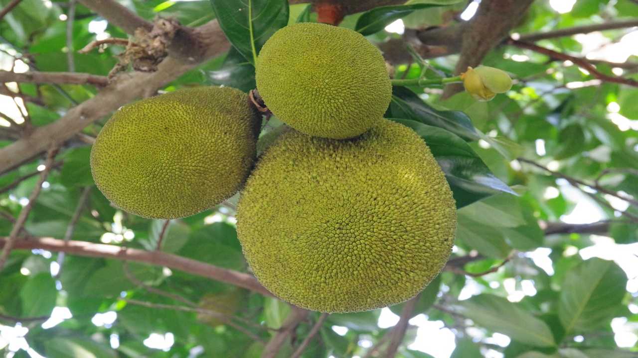 Albero del pane frutto