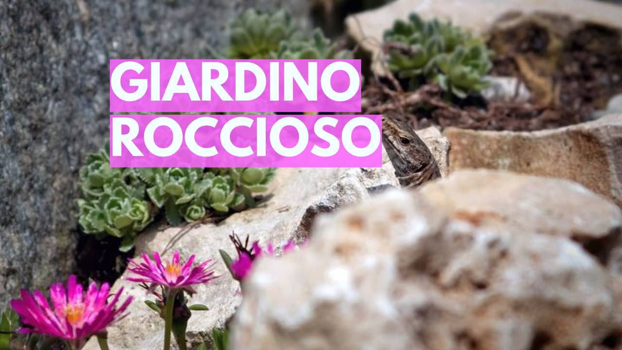 giardino rocce piante