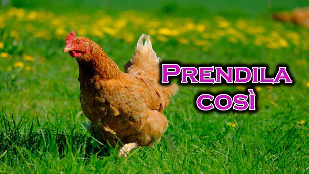 perchè serve catturare una gallina